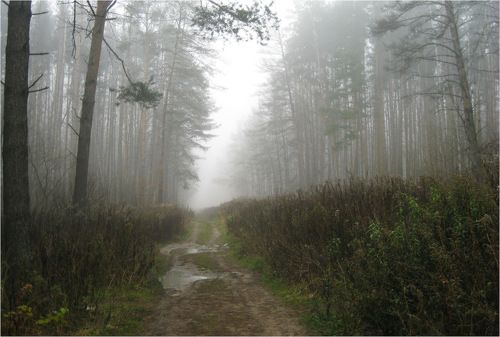 Туманные берега