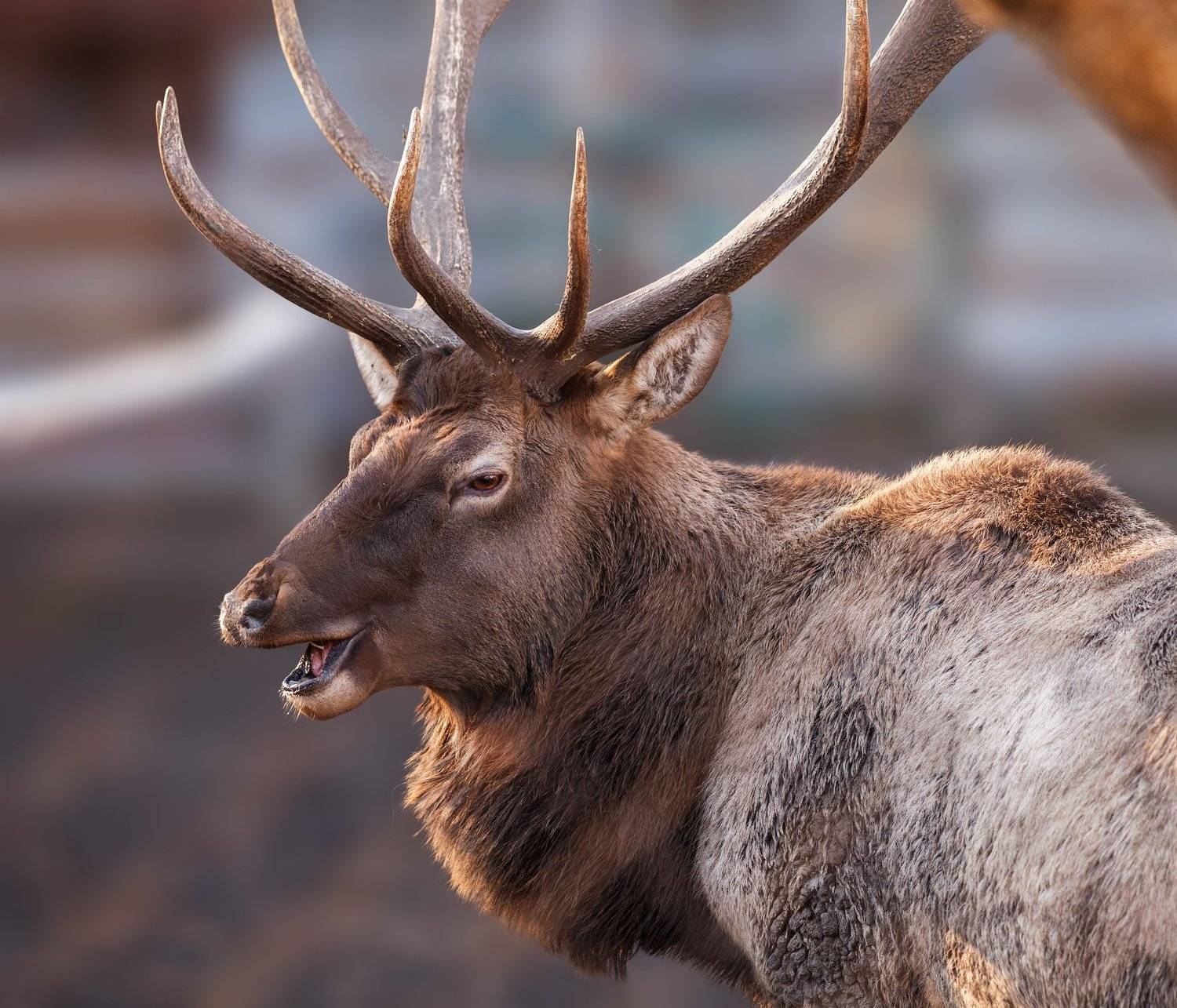 , Олег Богданов