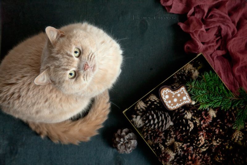 Минута славы фото превью