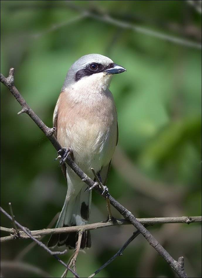 жулан, Андрей Медведев