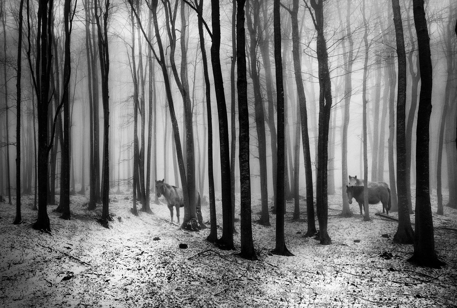 , Тодор Танев