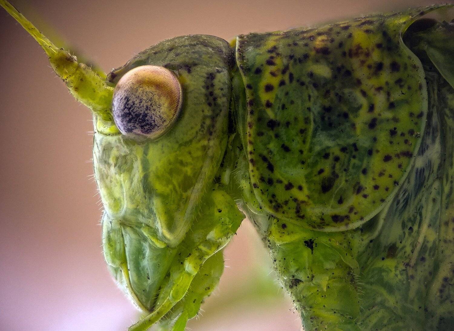 Автор: Tsvetan Ganev ceclii,macro,lgg4, extrememacro, макро, Tsvetan Ganev