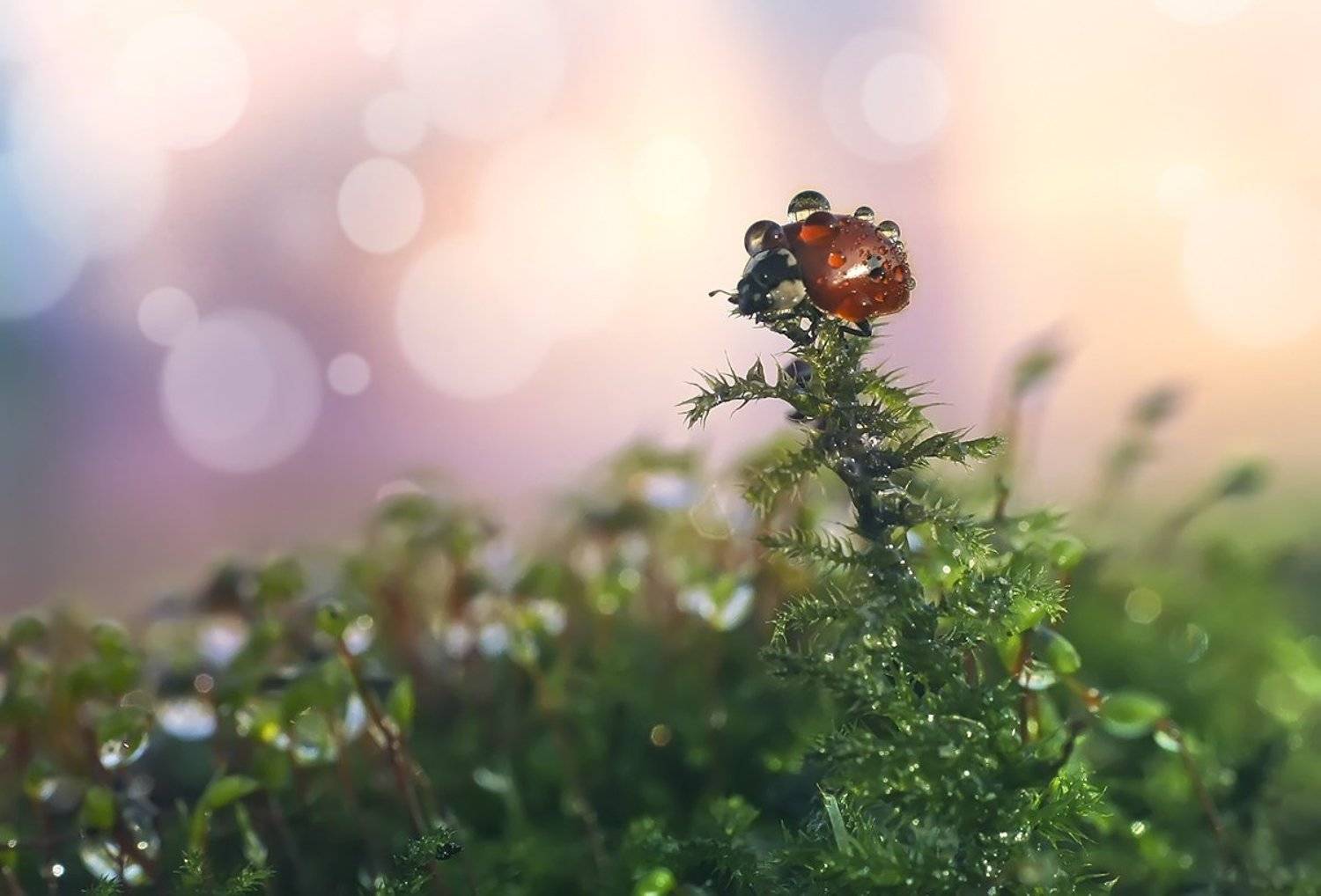 макро,божья коровка,капли, Гарик Соколов