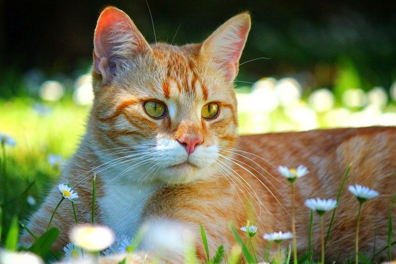 Друг мой Йошка... фото превью