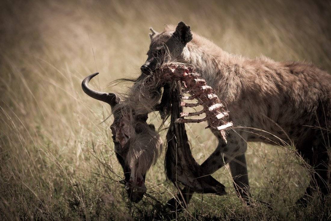 африка, танзания, гиена, антилопа, Centurion