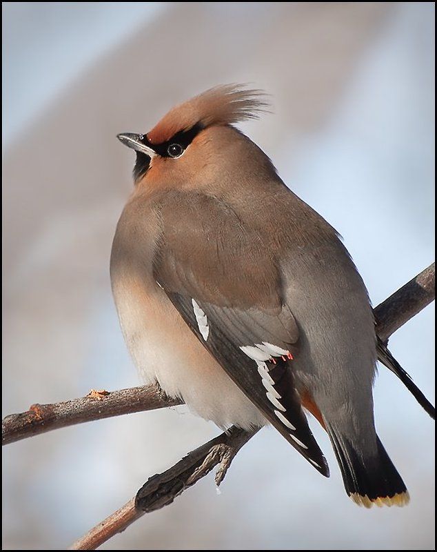 птицы,свиристель,фотоохота Свиристели фото превью