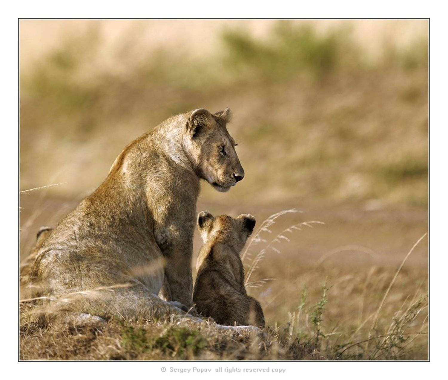 фарика, кения, львы, отношения животных, Попов Сергей