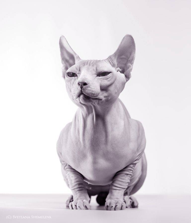 сфинкс, кошка, Светлана Щемелева