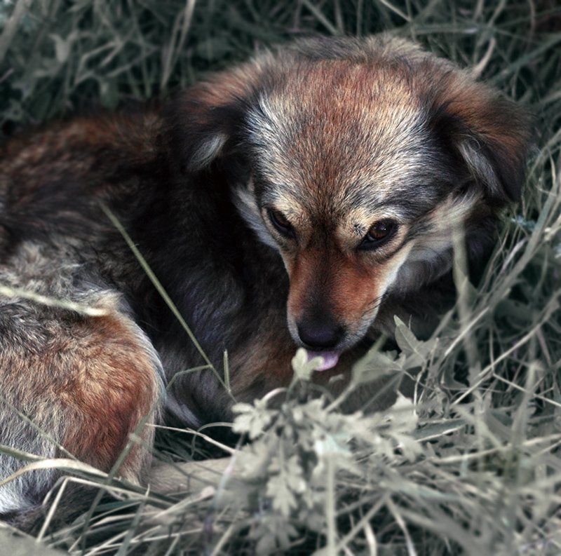 Рыжий. фото превью