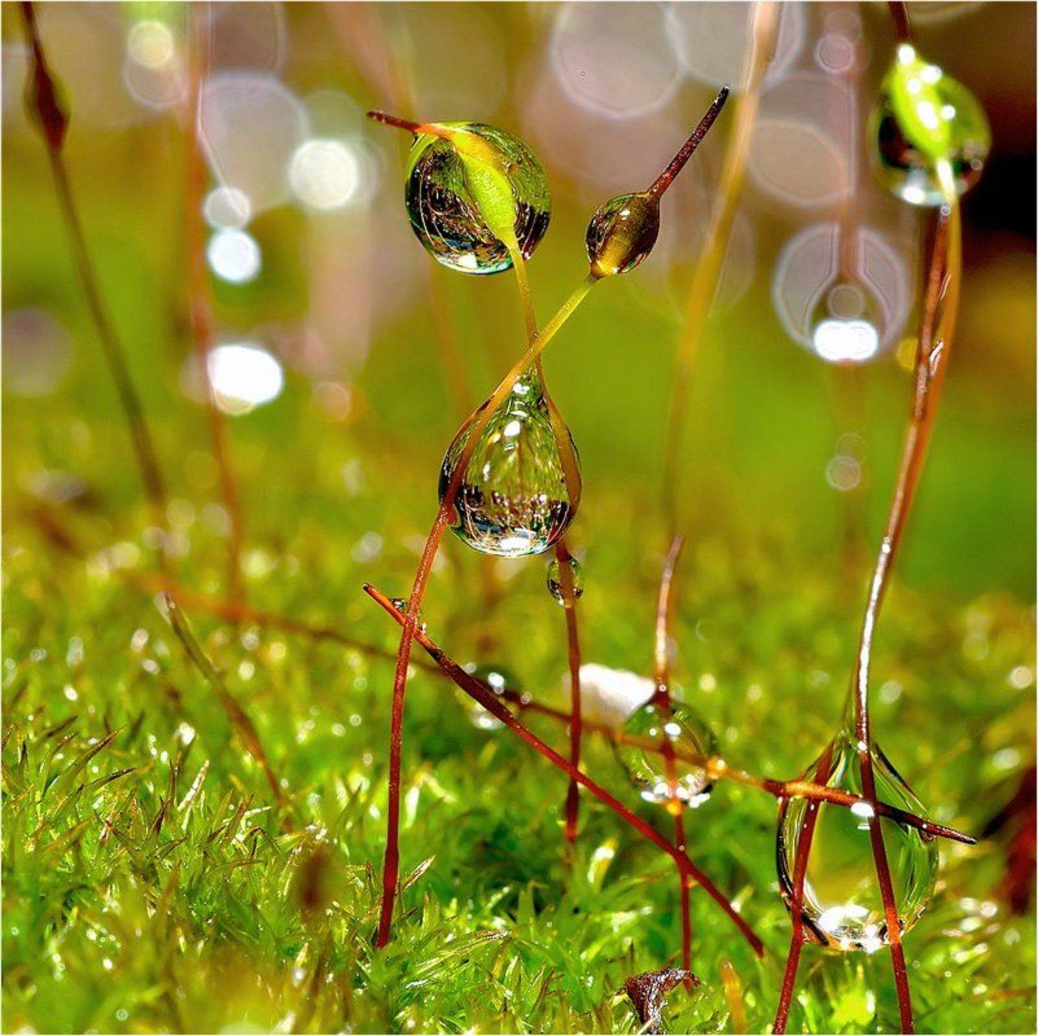 , Евгений Кирилкин.