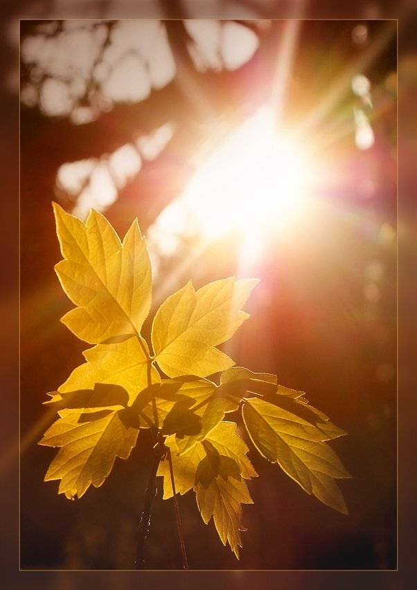 , Лана Тополева