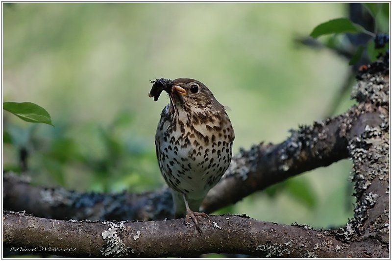 Завтрак дрозда фото превью