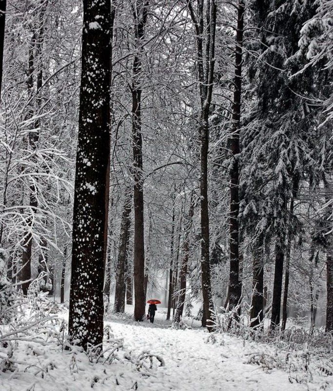 Про одинокий зонтик в зимнем лесу. фото превью