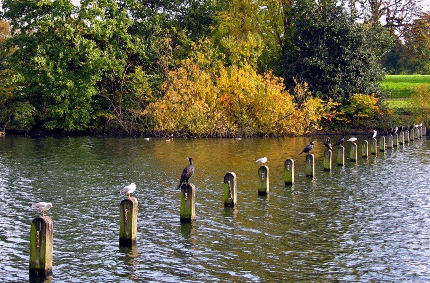 вакантные, места, река, птицы, Воронцова Наталья