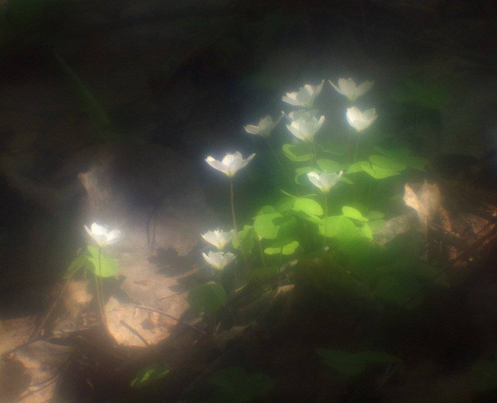 , Владимир Перепечаев