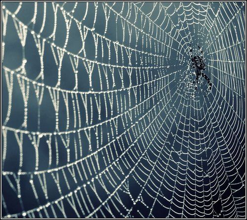 В паучьем измерении