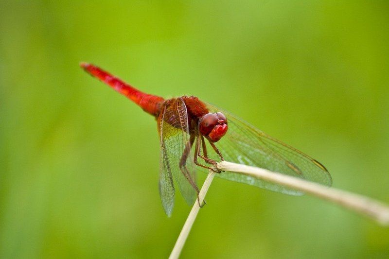 стрекоза, соломинка, лето Тянет - потянет... фото превью