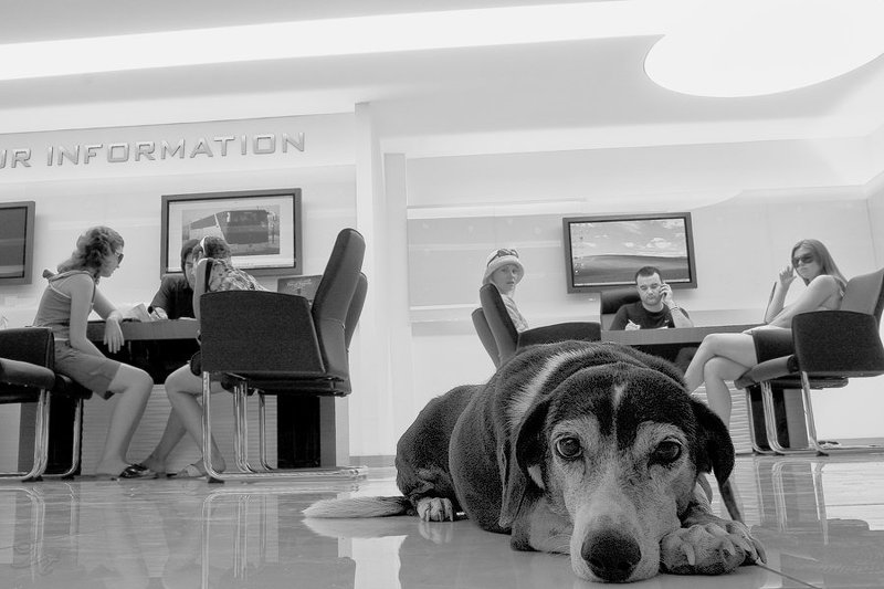 собака, турфирма, кемер, турция Про собаку, которую не брали в путешествие фото превью