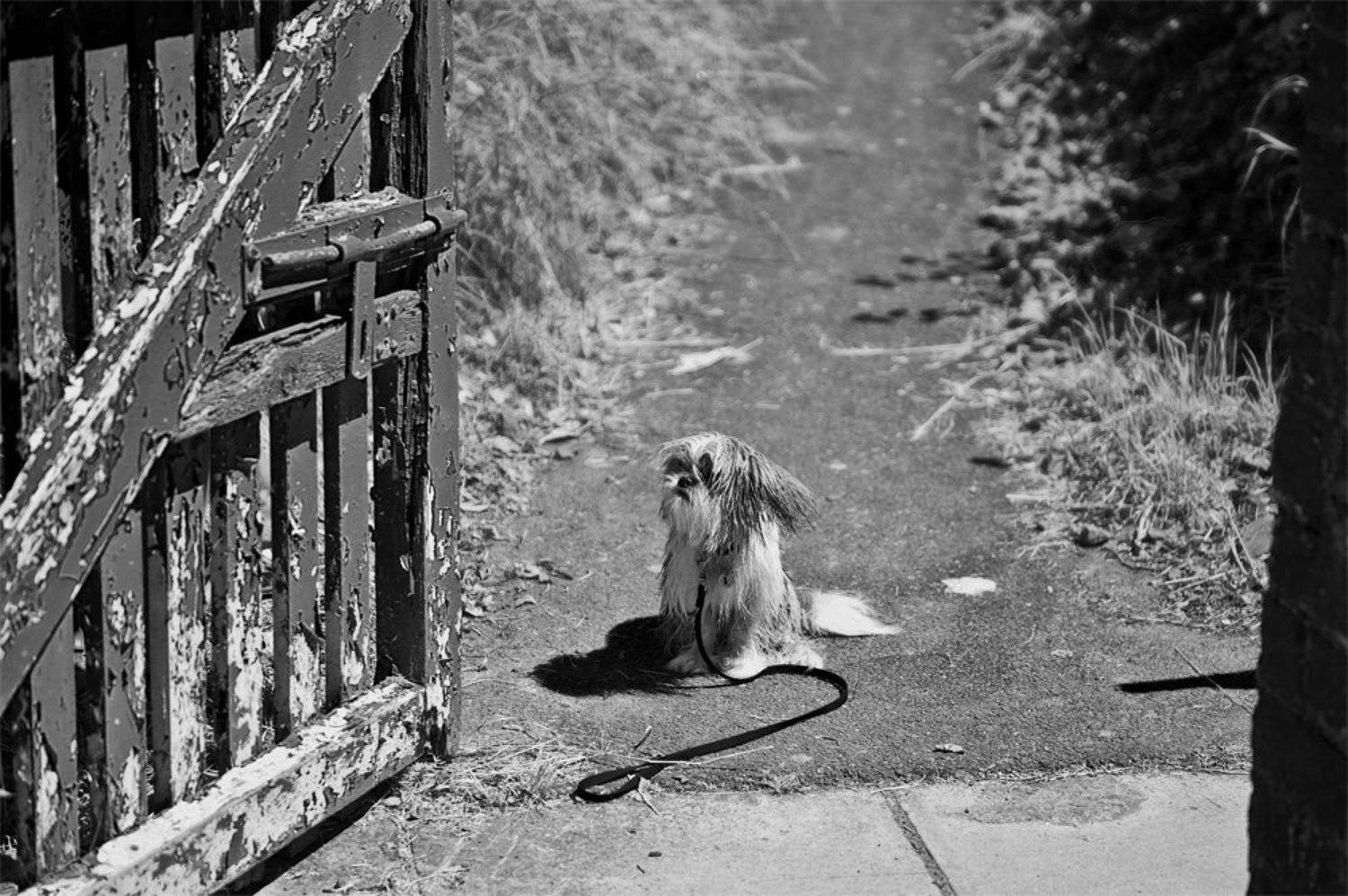 собака, забор, станция, ворота, ирландия, Konstantin Maskalenko