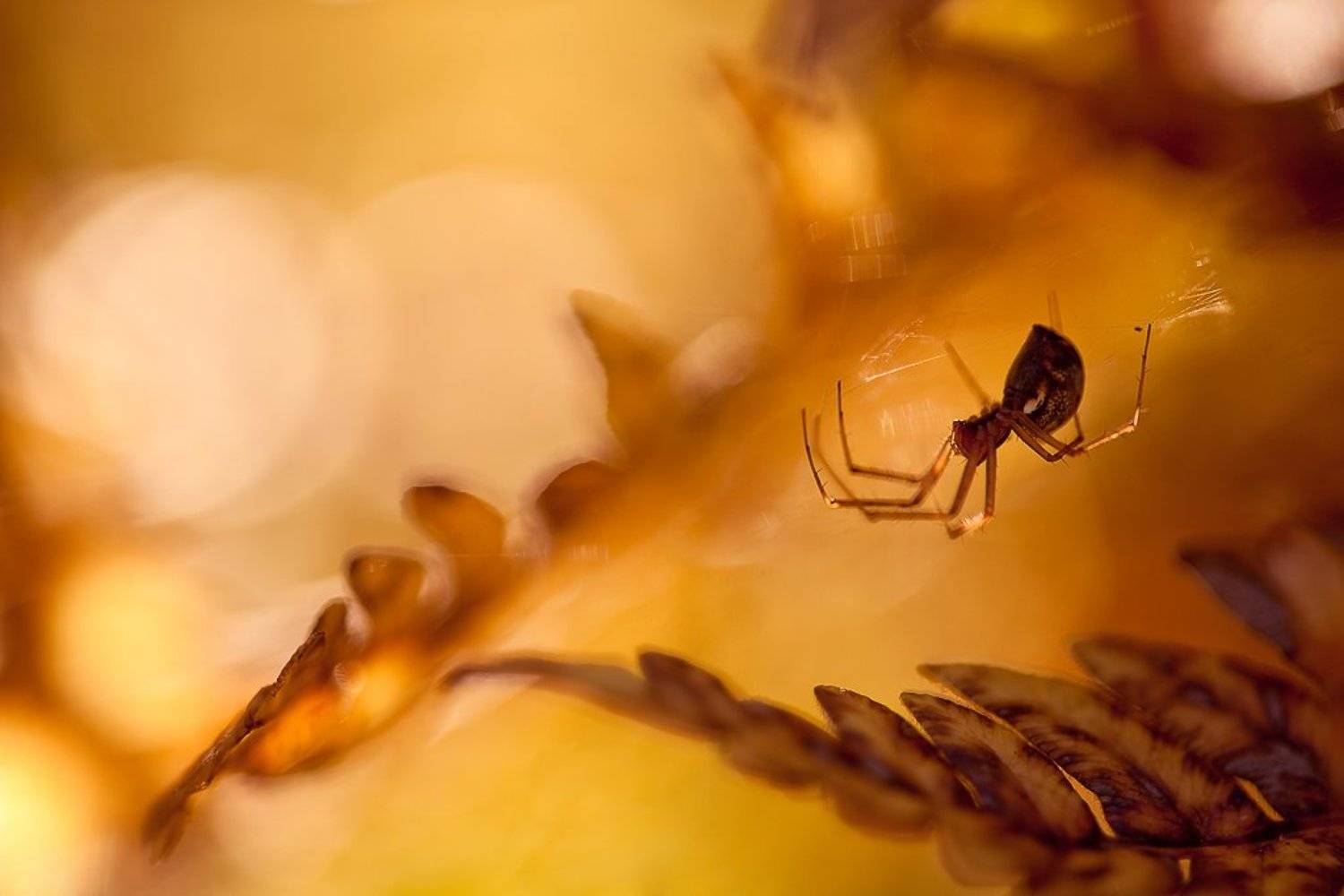 паук, солнце, Юлия