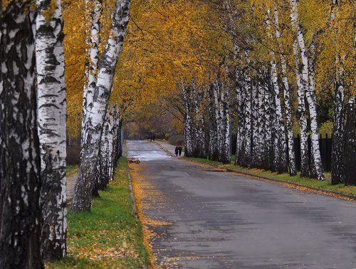 В старом парке бродит осень.