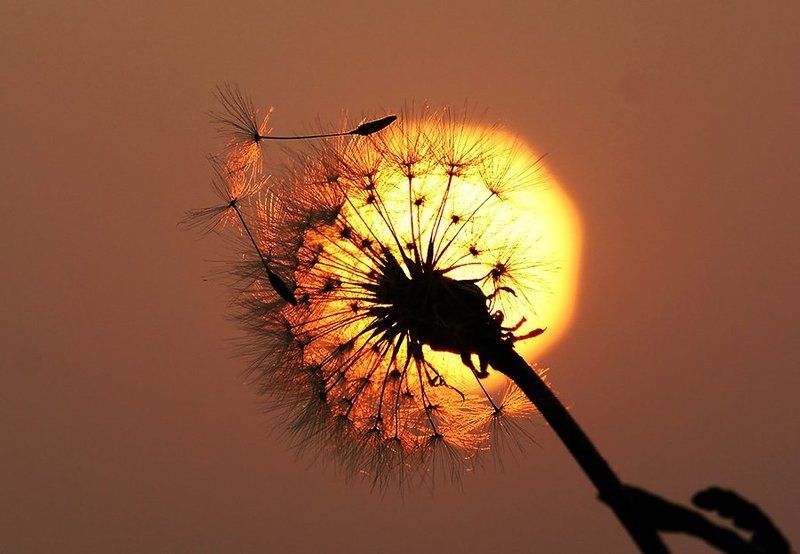 закат, свет, одуванчик, полёт, Собираясь в дальний путь... фото превью