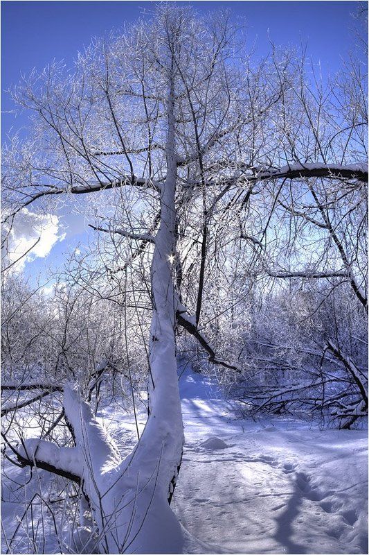 Мороз и солнце фото превью