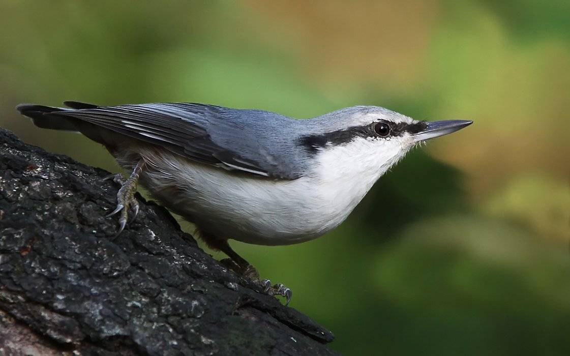 животные, птицы, поползень, Зоя Лаптева