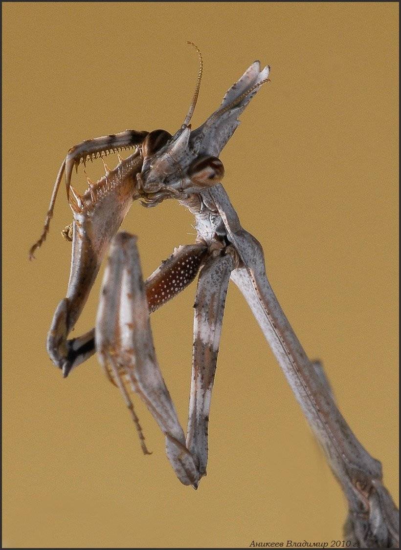 , Аникеев Владимир