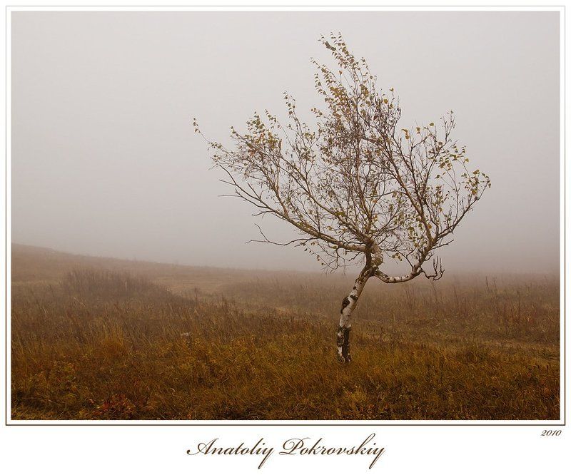 береза, туман, горы, демерджи, анатолий покровский Ветреность фото превью