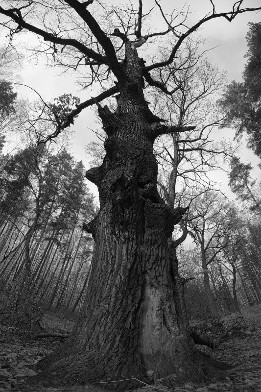 дуб Дуб фото превью