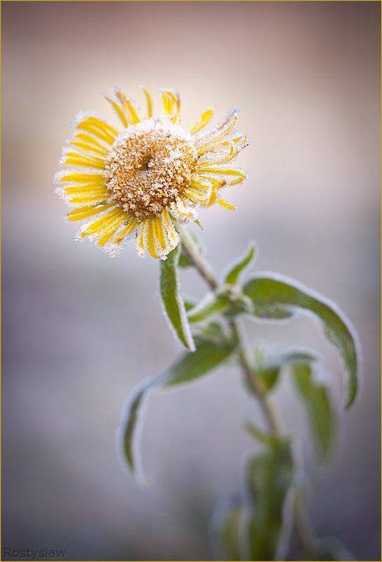 , Ростислав