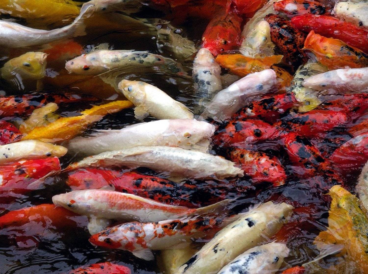 японский, карп, кои, Воронцова Наталья