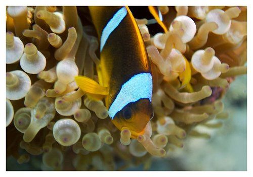 Clown Fish