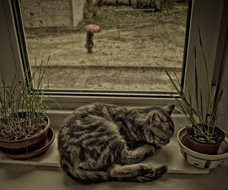 кошка, дождь, зонт Одинокий красный зонтик фото превью