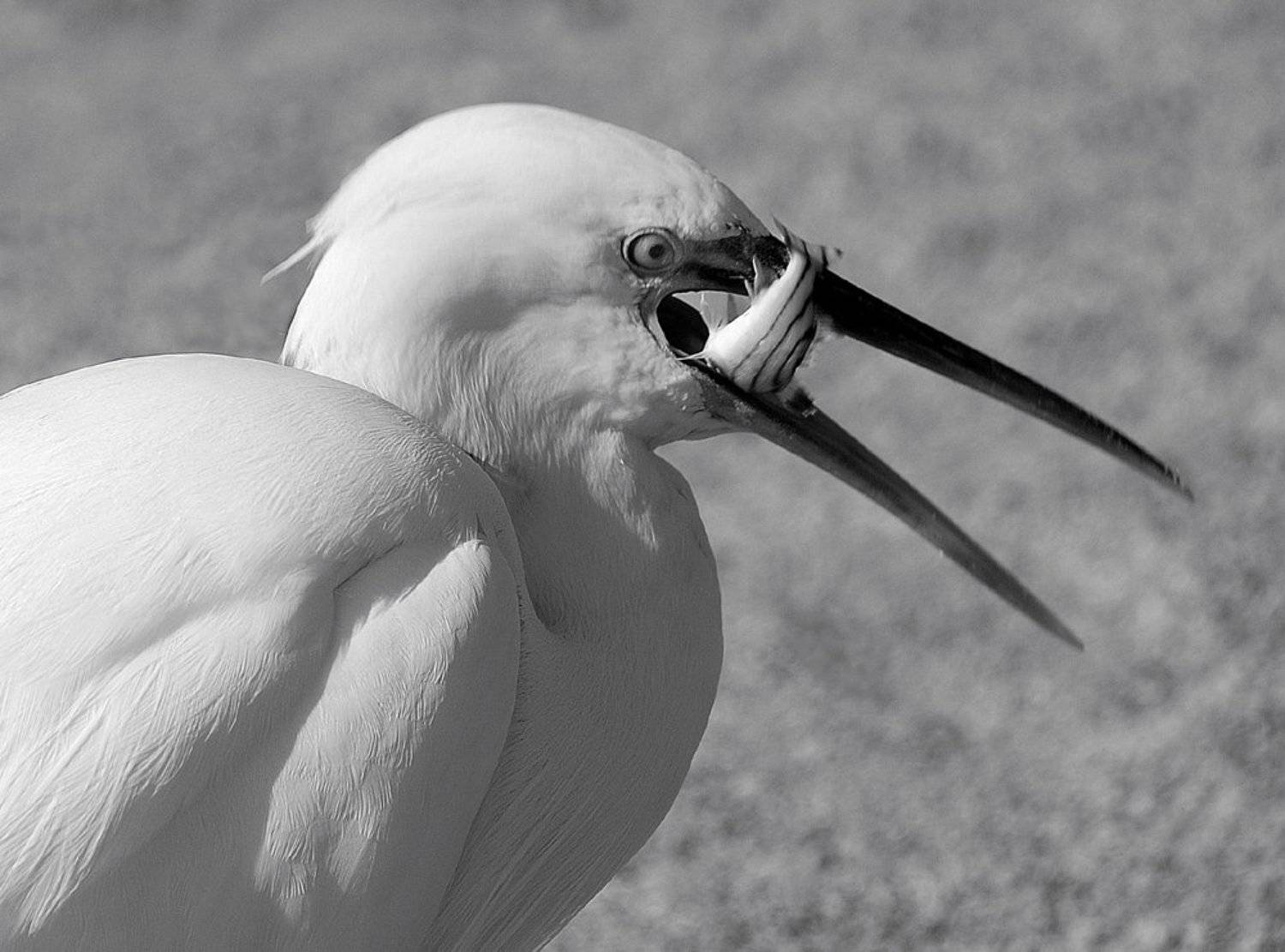 блиц-ланч, малая_белая_цапля, VictorSe