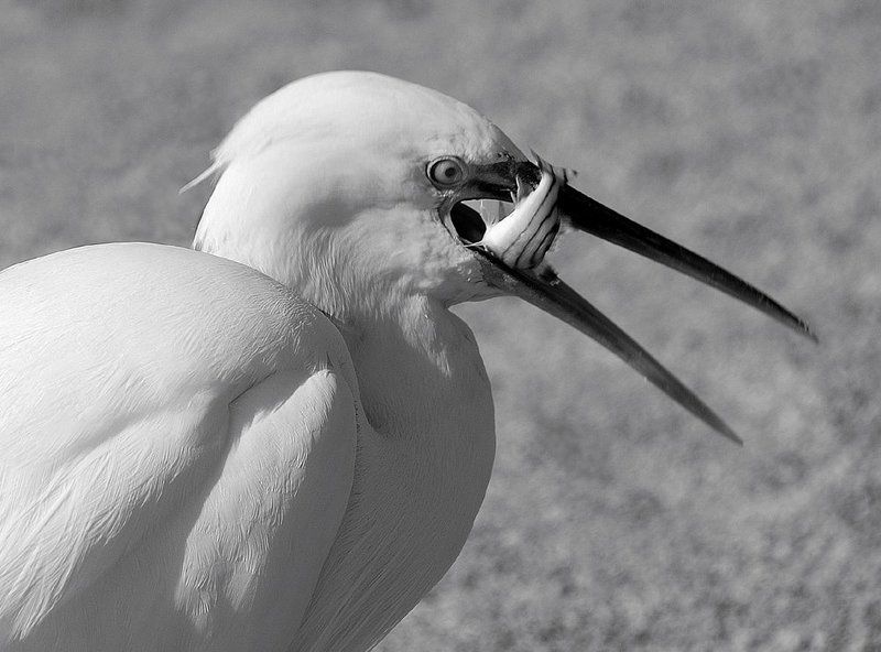 блиц-ланч, малая_белая_цапля ...блиц-ланч... фото превью