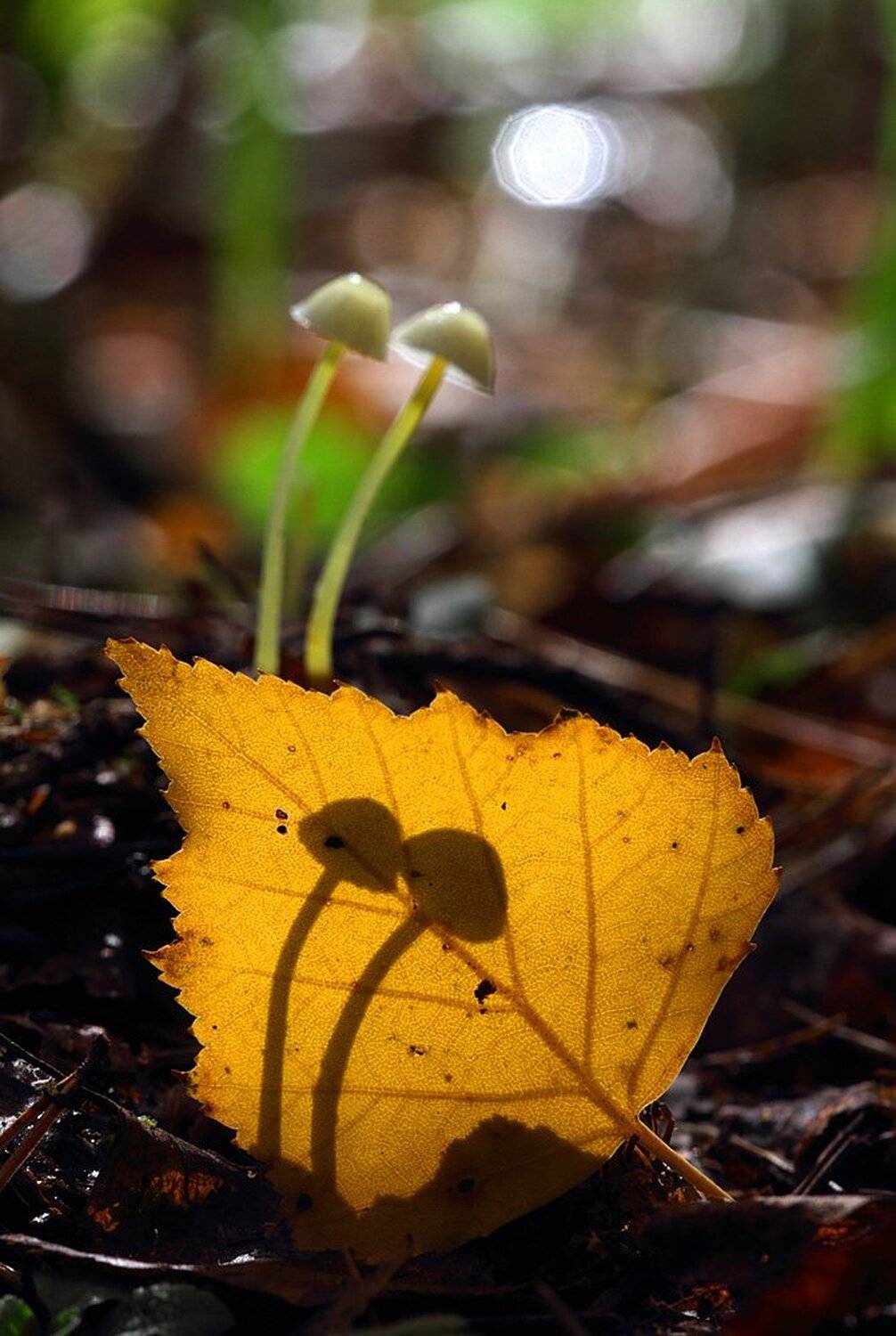 грибы, макропейзаж, Геннадий