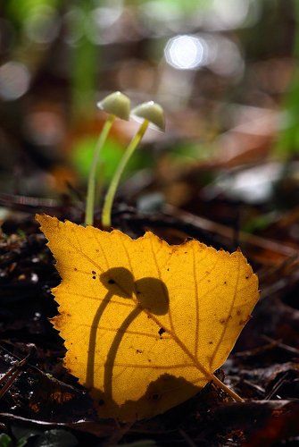 Лесной киносеанс