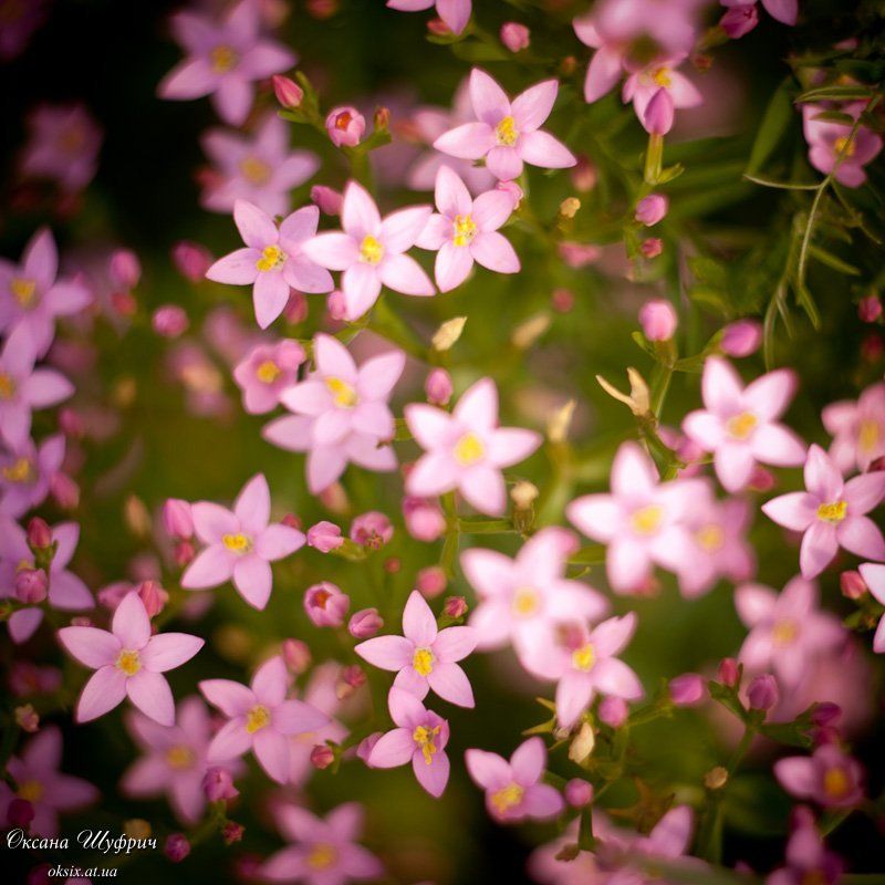 so... фото превью