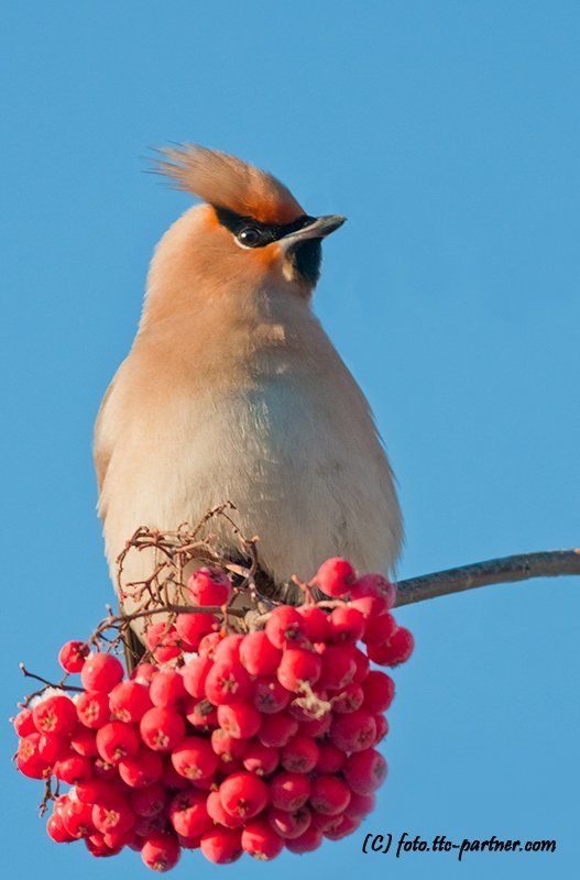 зима, мороз, рябина, свиристель Свиристели фото превью