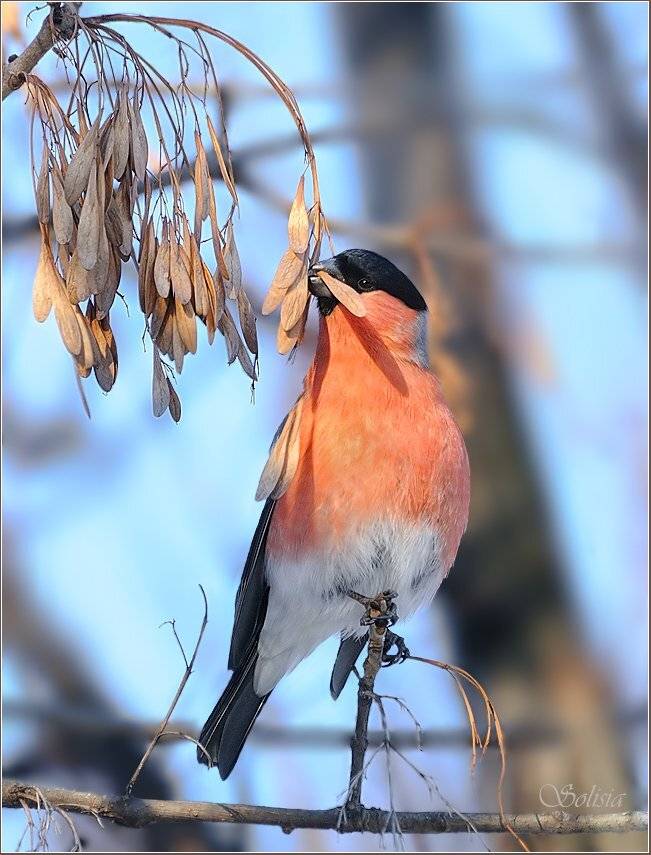птицы, природа, снегирь, зима, Солисия