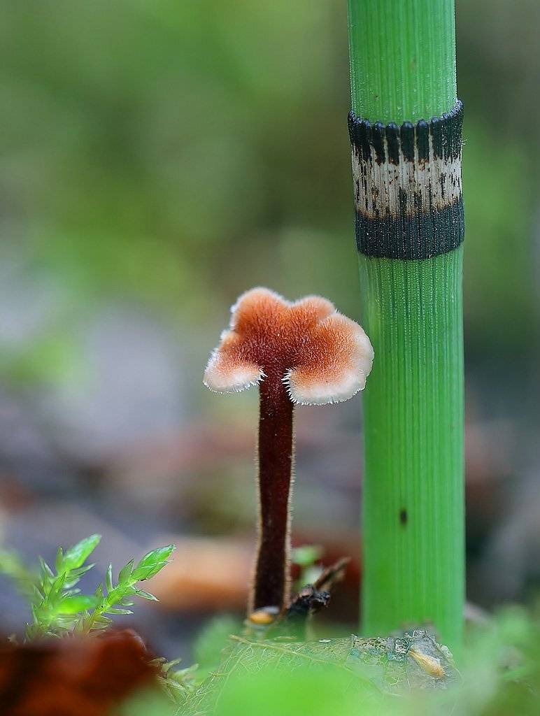 грибы, макропейзаж, Геннадий