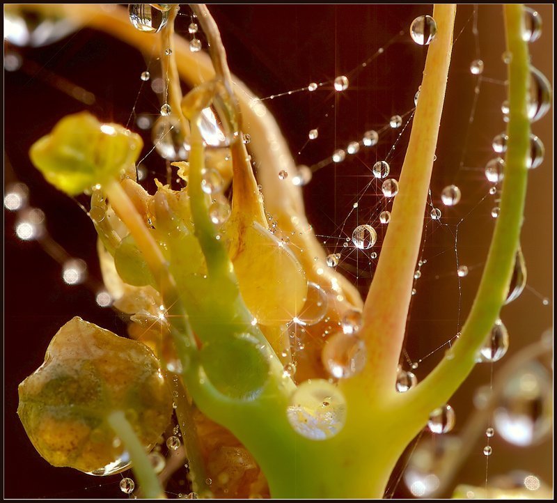 макро,капли,паутинка, В преддверии Нового года. фото превью