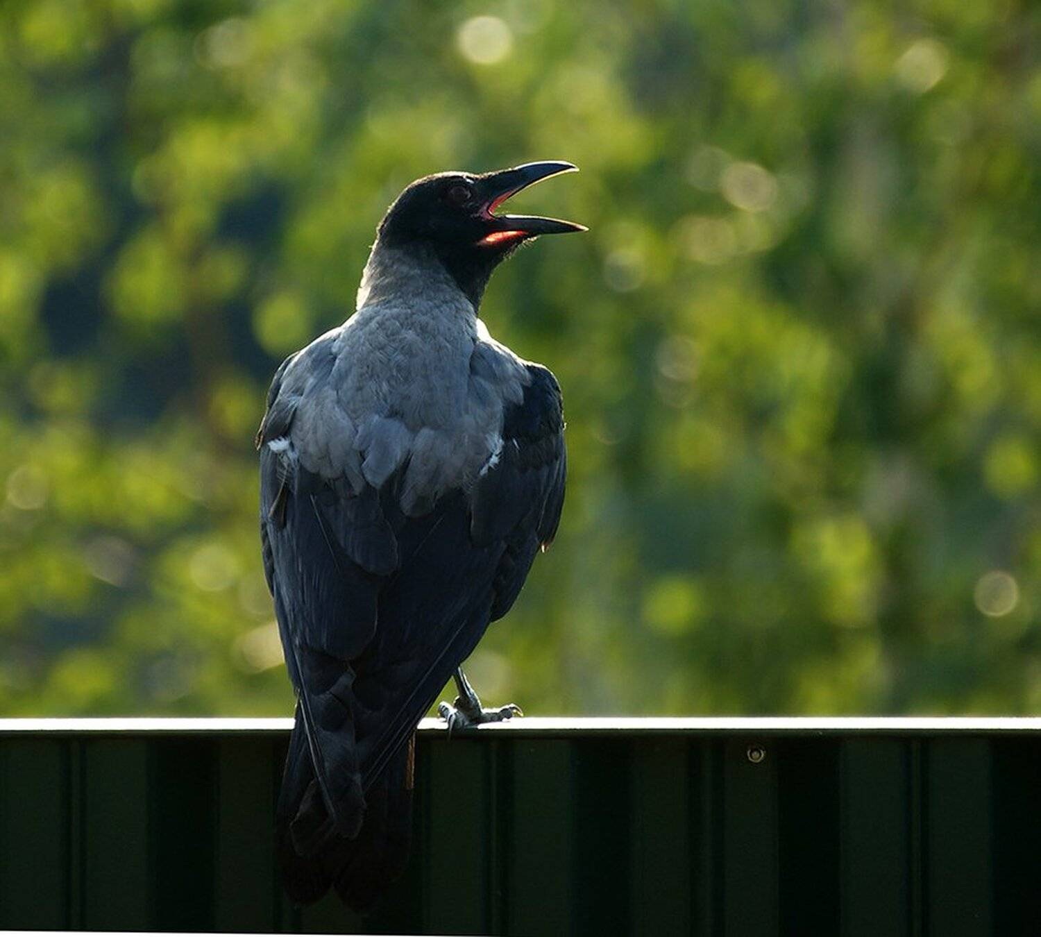 фотоохота, птица, ворона, природа, лето,, Svetlana Karnauh Карнаух