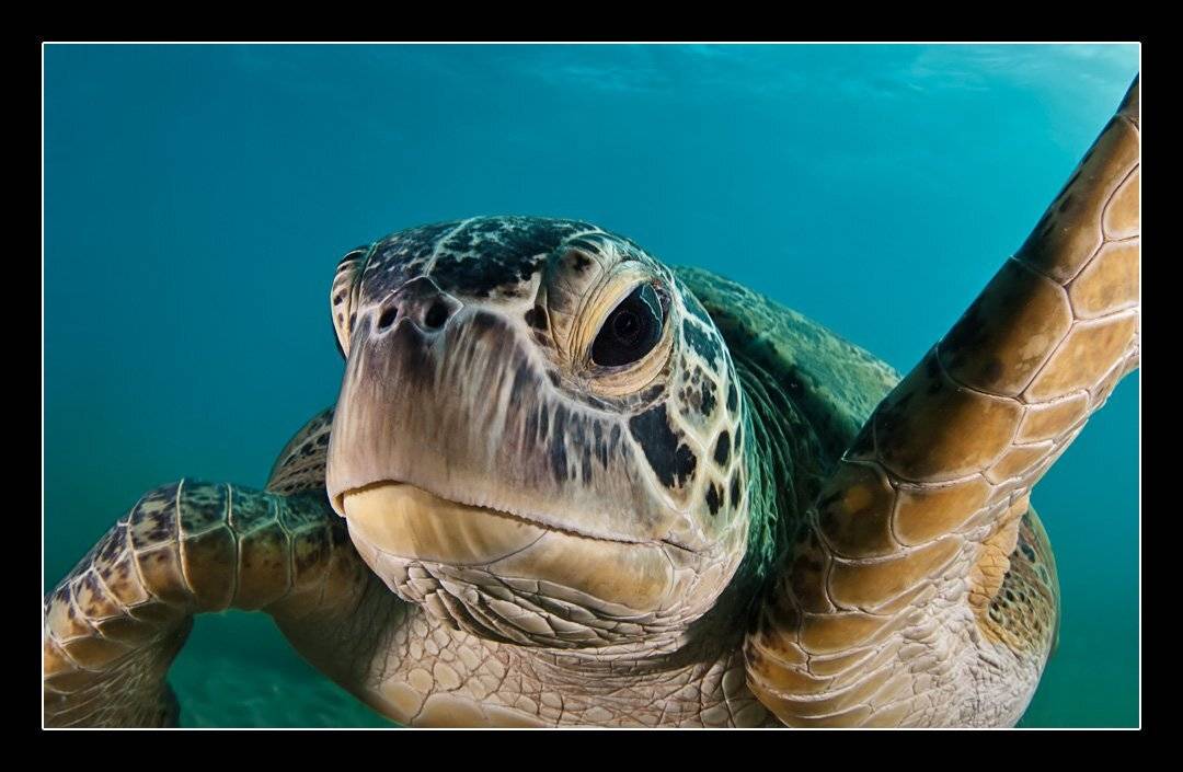 черепаха, морская, Дмитрий