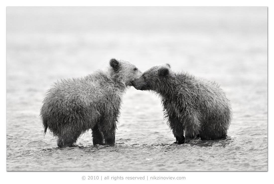 дикая природа, птица, николай зиновьев, медвежата, аляска, сша, Николай Зиновьев