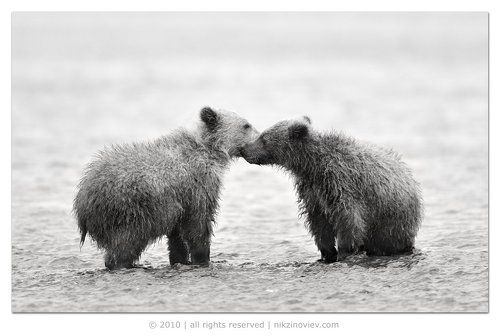 Поцелуйчики