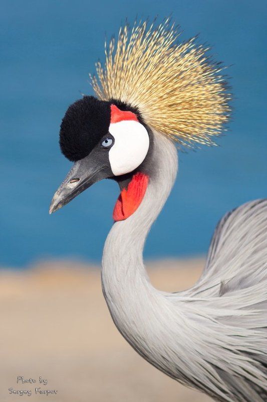 Портрет Венценосного журавля фото превью