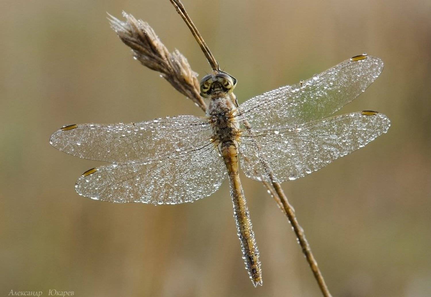 , Александр Юкарев